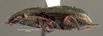 Media type: image;   Entomology 35441 Aspect: habitus lateral view